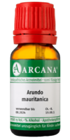 ARUNDO mauritanica LM 6 Dilution