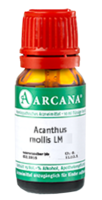 ACANTHUS mollis LM 10 Dilution