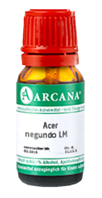 ACER negundo LM 23 Dilution