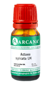 ACTAEA SPICATA LM 100 Dilution