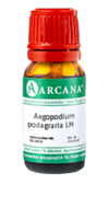 AEGOPODIUM podagraria LM 3 Dilution