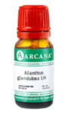 AILANTHUS GLANDULOSA LM 5 Dilution