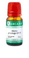 ALISMA plantago LM 6 Dilution