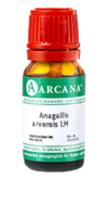 ANAGALLIS ARVENSIS LM 110 Dilution