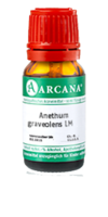 ANETHUM graveolens LM 26 Dilution