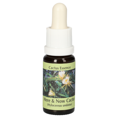 HERE & Now Cactus Essenz Tropfen